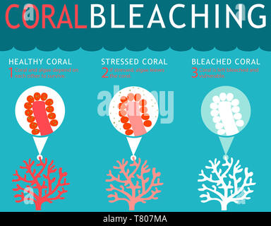 Coral Reef Bleichen Infografik Stockfoto