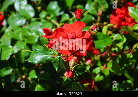 Schönes Detail des wilden roten Rose Bush im Sommer mit Sonne scheint auf den Blumen. Eine Rose ist eine holzige Mehrjährige blühende Pflanzen der Gattung Rosa, in der Familie der Rosaceae. Stockfoto