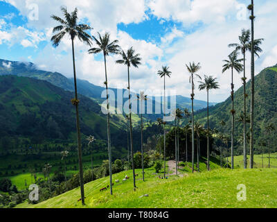 Wachs Towering Palms, Valle de Corcora, in der Nähe der Salento, Kolumbien, Südamerika Stockfoto