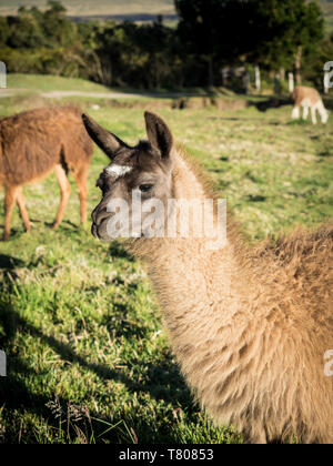 Llama, Cotopaxi region, Anden, Ecuador, Südamerika Stockfoto