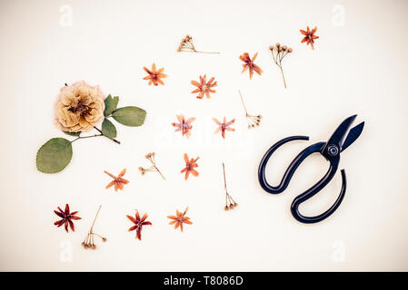 Florale Herbarium. Schwarz Schere und getrocknete Blumen auf der Leinwand im Hintergrund. Wild Rose, Jasmin und Linde Samen. Stockfoto