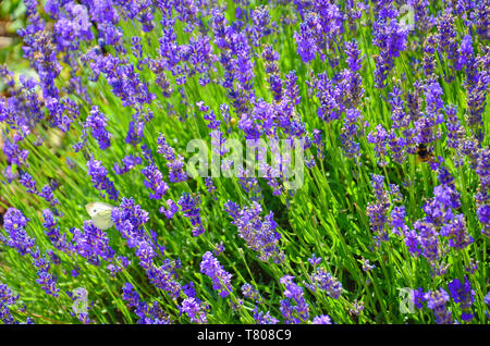 Schönen blühenden mehlig sage, Salvia farinacea, in der Nähe aufgegriffen. Die erstaunliche lila Heilung Kraut lockt Schmetterlinge und Hummeln. Stockfoto