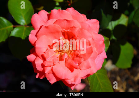 Schönes Detail von pink Hybrid Tea Rose, Rosaceae, von oben mit verschwommenen Hintergrund genommen. Hybrid Tea ist eine informelle Gartenbau Klassifizierung für eine Gruppe von gartenrosen. Stockfoto