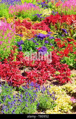 Unglaubliche Bett von Blumen mit einer vielfältigen Palette von Blumen Farben von rot, rosa, violett, gelb oder grün. Das schöne Bild der Natur war im Frühling Saison übernommen. Stockfoto