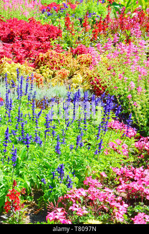 Atemberaubende Bett von Blumen mit vielen verschiedenen Arten im Frühjahr Saison übernommen. Die wunderschönen Blüten mit leuchtend rot, rosa, violett oder gelb Farben. Stockfoto