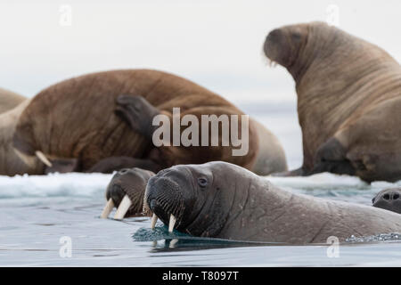 Atlantic Walrosse (Odobenus rosmarus), Vibebukta, Austfonna, Nordaustlandet, Svalbard Inseln, Arktis, Norwegen, Europa Stockfoto