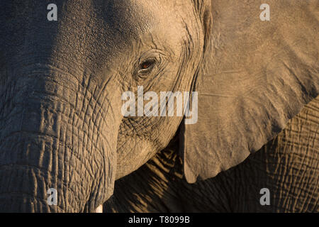 Close-up baby Afrikanischer Elefant (Loxodonta africana), Krüger Nationalpark, Südafrika, Afrika Stockfoto
