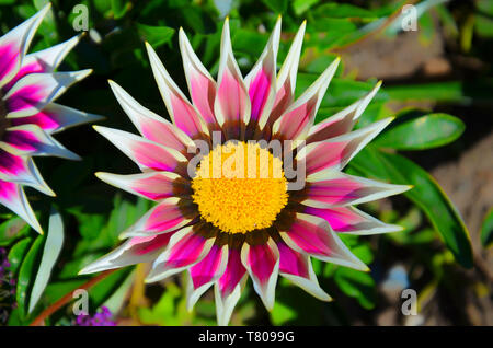 Gazania linearis mit rosa und weißen Blätter und gelben Center Nahaufnahme. Gazania, auch als Schatz Blume bekannt, ist heimisch im südlichen Afrika. Die Art wächst in der Regel auf Grasigen und felsigen Hängen. Stockfoto