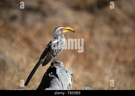 Nashornvogel (Bucerotidae) am Baum, Krüger Nationalpark, Südafrika, Afrika Stockfoto