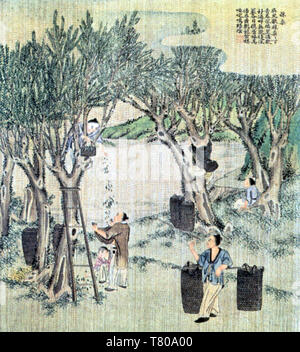 Sammeln von Maulbeerblättern, Seide in China, Stockfoto