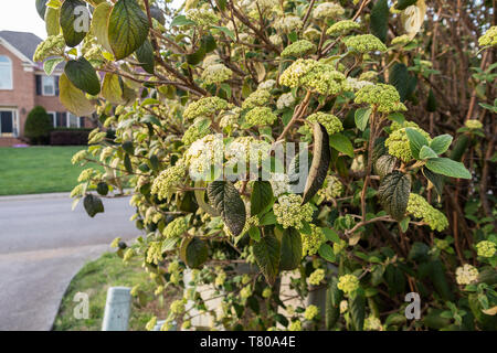 Japanischer Schneeball Bush, Viburnum plicatum, angefangen zu blühen. Tennessee, USA. Stockfoto