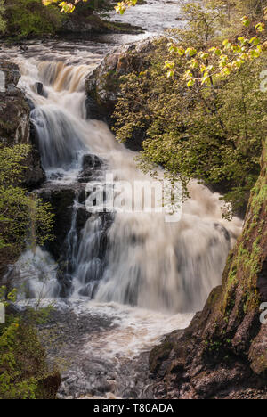 Die reekie Linn Wasserfall auf dem Fluss Isla, Perthshire, Schottland, in vollständige Überflutung durch den Baum - steile Schlucht gesäumt. Stockfoto