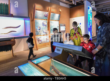 (190509) -- WELLINGTON, Mai 9, 2019 (Xinhua) - Besucher spielen ein 3D-Spiel von Aalen "Migration im Te Papa, dem Nationalmuseum von Neuseeland, Wellington, Neuseeland, Mai 9, 2019. Eine neue Natur Ausstellung, Te Taiao, ist bereit, im Te Papa am Donnerstag zu öffnen. Mit einer Investition von 12 Millionen NZ Dollar (rund 8 Mio. US-Dollar), zusammen weben Wissenschaft und Kultur der Maori in Neuseeland eine einzigartige Erfahrung, die Art Ausstellung ist die größte Sanierung im Te Papa seit es vor 21 Jahren eröffnet. Sie ersetzt die alte Natur Ausstellungen, die seit April 2018 geschlossen wurden. (Xinhua / G Stockfoto