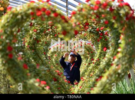 (190510) - Peking, 10. Mai 2019 (Xinhua) - ein Dorfbewohner arbeitet mit einer Blume in der Dingzhou Balidian Dorf Stadt, im Norden der chinesischen Provinz Hebei, 7. Mai 2019. (Xinhua / Zhu Xudong) Stockfoto