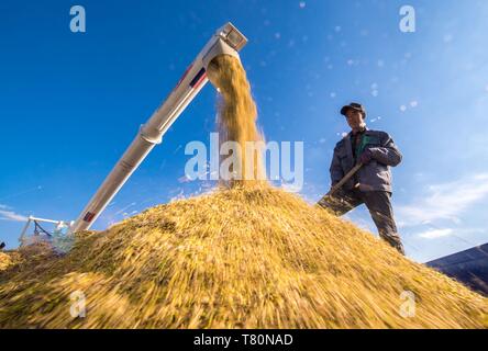 (190510) - Peking, 10. Mai 2019 (Xinhua) - ein Landwirt trocknet Reis auf einem Reisfeld in Yongji Yilaxi Gemeinde Grafschaft, im Nordosten Chinas in der Provinz Jilin, Sept. 17, 2018. (Xinhua / Xu Chang) Stockfoto