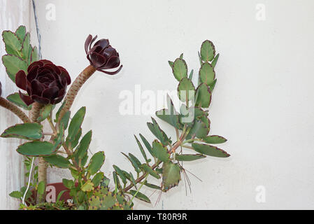 Kalanchoe fedtschenkoi und Aeonium arboreum atropurpureum Nahaufnahme Stockfoto