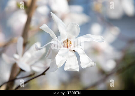 Die weißen und stark duftenden Viele-blättrige Blüten der weißen Ballerina Magnolia - Magnolia x loebneri 'Ballerina'. Stockfoto