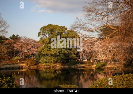 See in Shinjuku Gyoen National Garten. Shinjuku Gyoen ist die beste Orte in Tokio sakura Blüten zu sehen. Japan Stockfoto