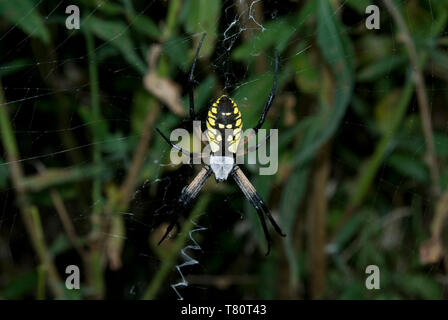 Leavenworth, Kansas. Schwarz und Gelb Garten Spider. "Argiope aurantia' Stockfoto