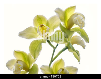 Orchidee Cymbidium Saint Helier gx 'Mont Millais' Orchideen vor weißem Hintergrund Stockfoto