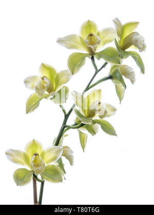 Orchidee Cymbidium Saint Helier gx 'Mont Millais' Orchideen vor weißem Hintergrund Stockfoto