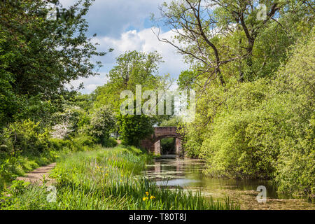 Ein Ziegelstein gebaute Brücke über die Themse und Severn Canal in der Nähe von Cirencester, Gloucestershire. Stockfoto