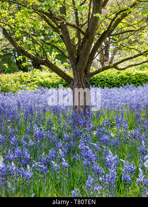 Camassia Leichtlinii bekannt als große Camas oder große Camas, eine mehrjährige Kraut. Unterart C. leichtlinii subsp. Suksdorfii auf Wiese mit Buchenbaum Stockfoto