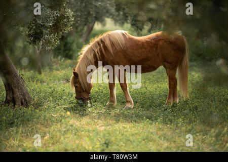 Kleine braune Pony frisst Gras im Garten. Stockfoto