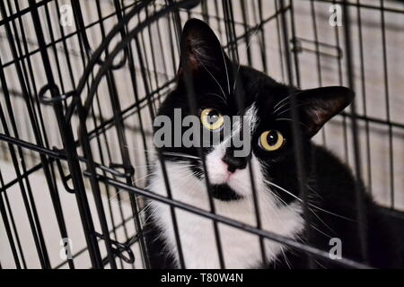 Schwarze und weiße wilde Katze starrt flehend durch Käfig Bars bei einem örtlichen Tierheim Stockfoto