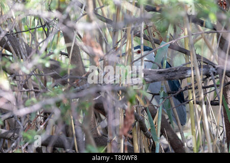 Schwarz - gekrönte Nachtreiher (Nycticorax nycticorax), Okavango, Popa Falls, Namibia. Stockfoto