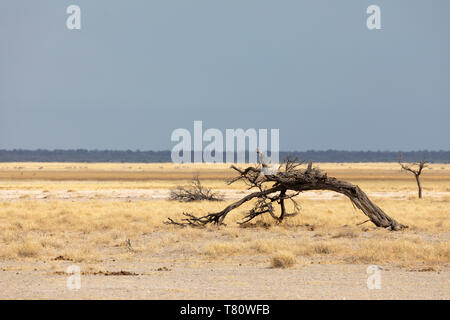 Einen toten Baum am Rand der Etosha Pfanne, Etosha National Park, Namibia Stockfoto