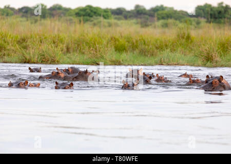 Flusspferd (Hippopotamus amphibius) auf dem Kwando River (Cuando) an der Grenze zwischen Namibia und Botswana. Stockfoto