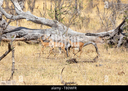 Drei junge Impala (Aepyceros melampus), Bwabwata National Park, Namibia Stockfoto