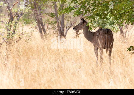 Mehr Kudu (Tragelaphus strepsiceros) Weiblich, Namibia. Stockfoto