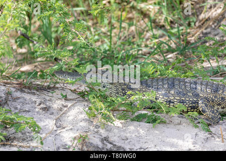 Ein junges Nilkrokodil (Crocodylus niloticus), Okavango, Popa Falls, Namibia. Stockfoto