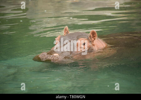 Nilpferd oder Nilpferd im blauen grünen See in Tansania, Afrika Stockfoto