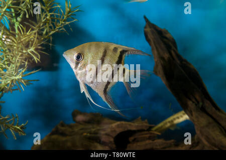 Minnesota. Aquarium Fisch. Angelfish, Auchen leopoldi. Stockfoto