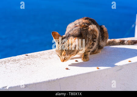 Eine Tabby-katze sitzen und essen auf weiße Wand in Oia mit Blick auf das Meer hinter sich. Streunende Katzen in Santorini, Griechenland Stockfoto