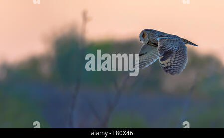 Waldohreule im Flug am Sonnenuntergang Stockfoto