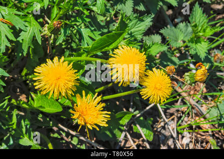 Frühling Hintergrund mit grünem Gras und gelben Löwenzahn. Gras und Blumen im Frühling. Stockfoto