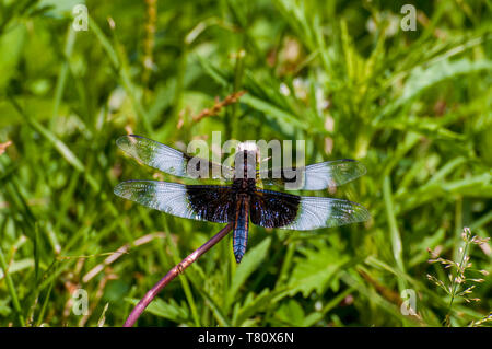 Vadnais Heights, Minnesota. Vadnais Lake Regional Park. Unreifen männlichen Witwe Skimmer, Libellula luctuosa. Stockfoto