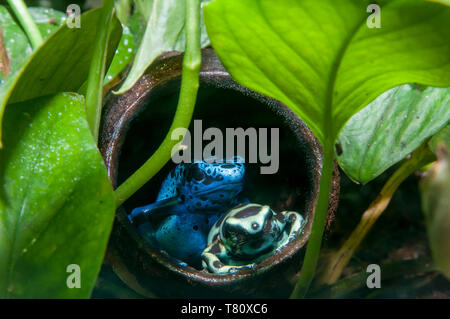 St. Paul, Minnesota. Como Park tropical rainforest aufweisen. Blue Poison dart Frog; Grün und Schwarz poison dart Frog, Dendrobates auratus. Stockfoto