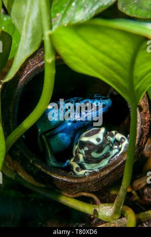 St. Paul, Minnesota. Como Park tropical rainforest aufweisen. Blue Poison dart Frog; Dendrobates tinctorius Azureus und ein Grünes und schwarzes Gift Dart f Stockfoto