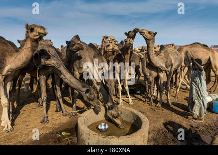 Kamele an einem Wasserloch, Ennedi Plateau, Weltkulturerbe der UNESCO, Tschad, Afrika Stockfoto