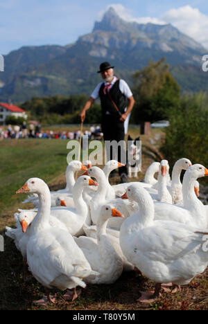 Alte Domancy Craft Festival, Landwirt mit einer Gruppe von weißen Gänse, Haute-Savoie, Frankreich, Europa Stockfoto