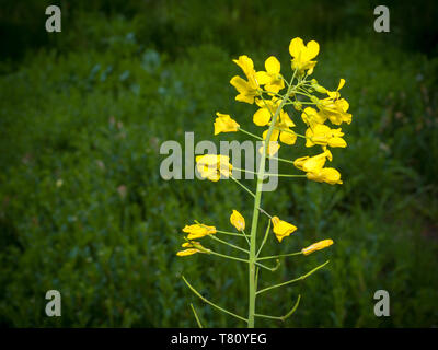 Einzelne Gelbe Raps pflanze Blüte durch Gras umgeben. Stockfoto