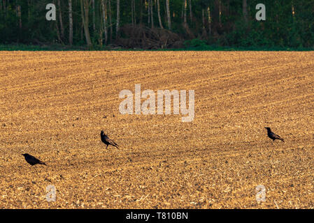 Drei gemeinsame Ravens, Corvus Corax, auf einer frischen geeggt Feld im Frühling Stockfoto