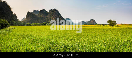 Reis Reisfelder an Sadan Höhle (aka Saddar Höhlen), Hpa, Karen Staat (Karen State), Myanmar (Birma), Asien Stockfoto