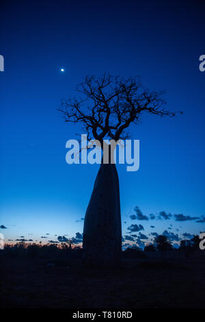 Baobab Baum in der Nacht in einem Stacheligen Forest Reserve, Ifaty, Madagaskar, Afrika Stockfoto