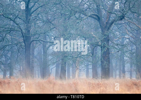 Waldland in Richmond, Richmond, London, England, Vereinigtes Königreich, Europa Stockfoto